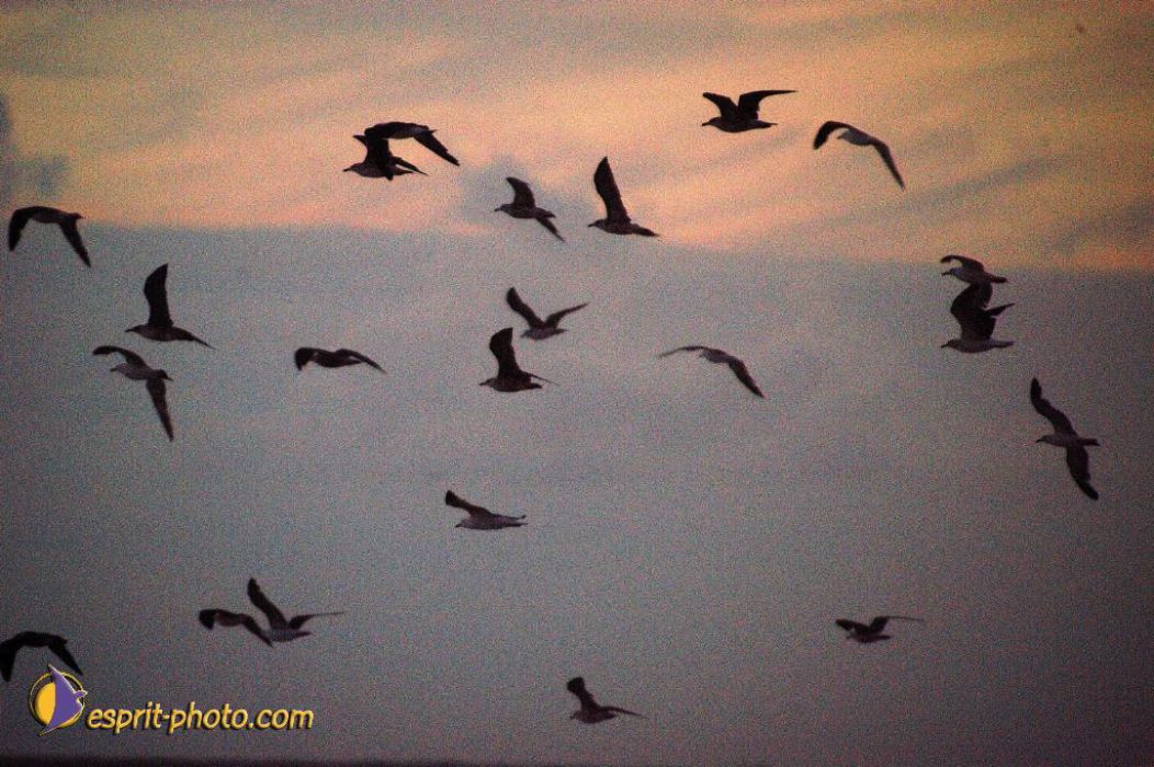 Nom de l'image : EP08-0354_(c)Norbert-JUNG — Description :